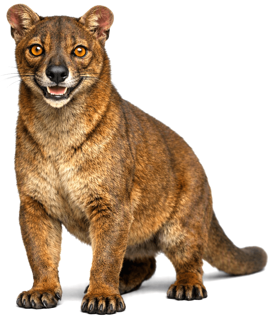 Le fossa, prédateur emblématique de Madagascar